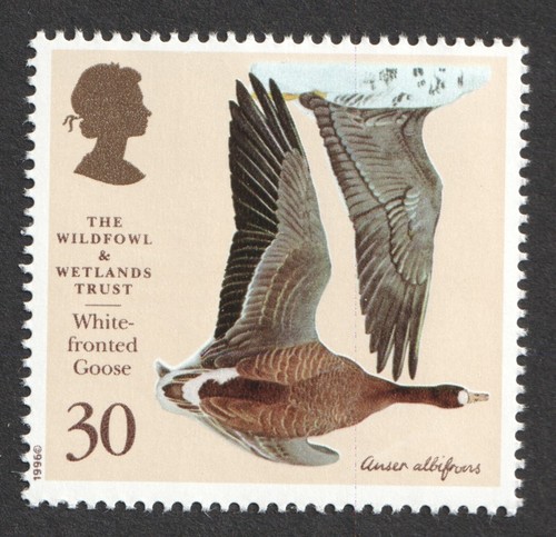 1996 white fronted goose 30p - 1996,