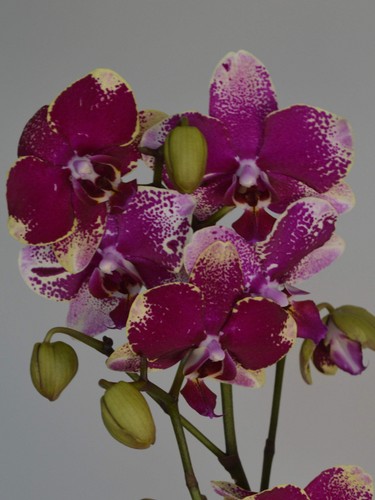 Rombley spotted purple - rombley, |