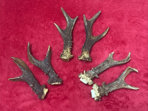 Pairs roe deer - roe,