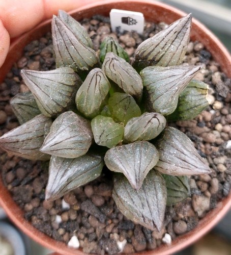 Haworthia atrofusca - haworthia,