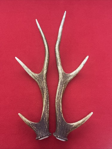 Pair sika deer antlers - deer,