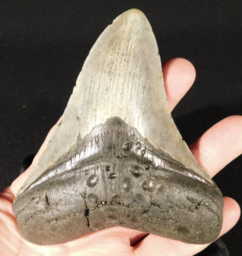 Giant museum megalodon shark - museum,