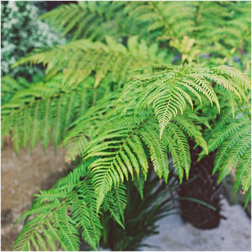 Dicksonia antarctica soft - dicksonia,