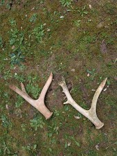 Pere David Shed Antler Bundle