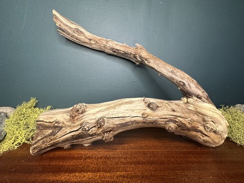 Manzanita driftwood - 14”,