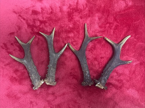 Pairs roe deer - roe,
