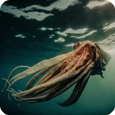 Squid Sea life Square