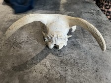 Bovine Skull Possibly An Ibex