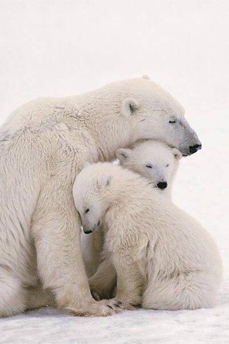 638445 polar bear family love - polar,