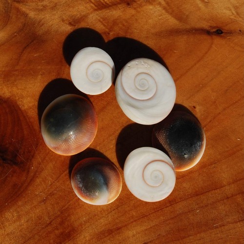 6pc pacific cat eye - pacific,