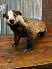 Antique Badger X 93cm Long 