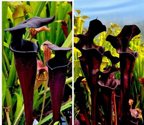 Sarracenia roy cheek moorei - roy, x