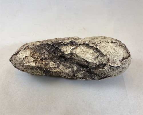Velociraptor egg replica - velociraptor,