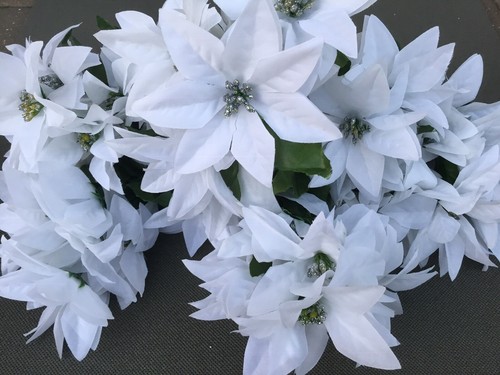 Job lot white poinsettias - job,