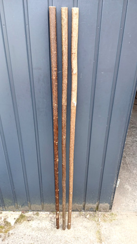 Hazel walking stick - stick, shanks