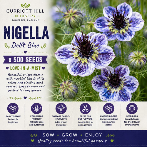 Nigella delft blue - 🇬🇧,