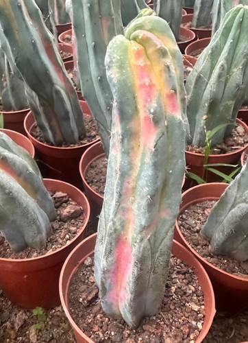 20cm succulent cactus plant - 15-20cm,