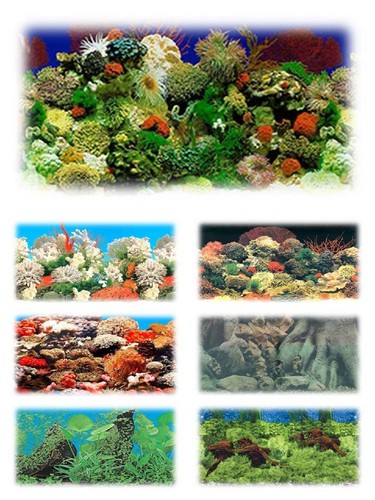 Aquarium fish tank vivarium - fish,