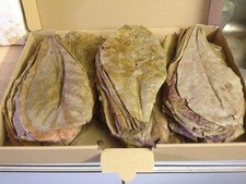 200 grams/20 cm (about 100 pieces) sea sandal tree leaves - Terminalia catappa leaves