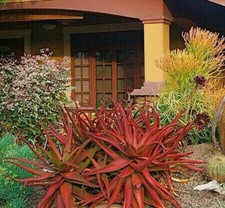 Aloe Cameronii - Red Aloe Vera - Herbal Succulent Plant - 10 See ds