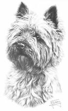 Cairn Terrier Print: Giclee print Fantastic detail, fabulous quality