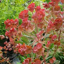 Euphorbia Galaxy Glow Real