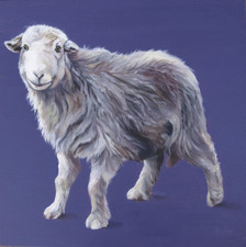 45x45" Herdwick sheep canvas print, 'I'm young' by Thuline De Cock, art
