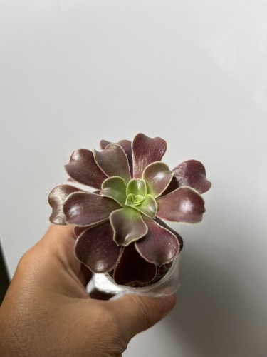 Aeonium durango succulent - aeonium,