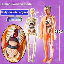3d Human Body Torso Model For
