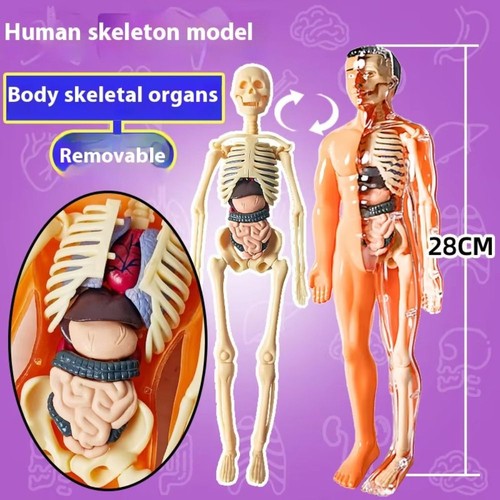 Human body torso model for - 3d,