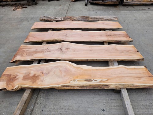 Yew log live edge slabs - live, 2"