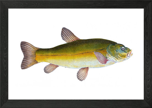 Tench cyprinus tinca - tinca, framed