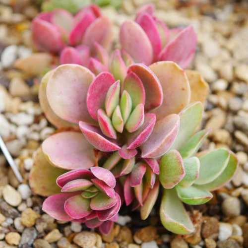 Crassula swazensis variegata - crassula,