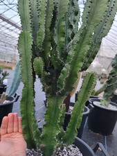 Euphorbia Ingens Cutting From
