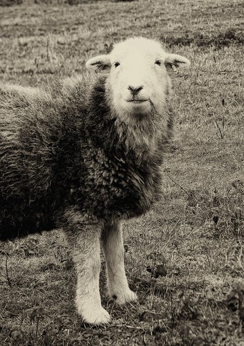 Herdwick sheep photo - herdwick,