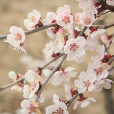 Flowering Tree, Japanese Fuji
