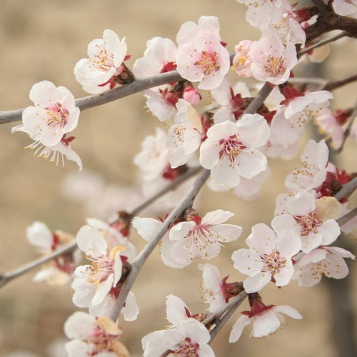 Flowering tree japanese fuji - flowering,