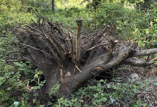 Stumpery silver birch tree - birch,