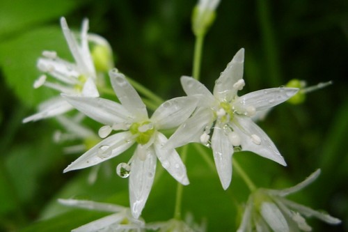 Wild garlic large - large, (allium