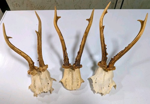 Roe deer antlers - x,