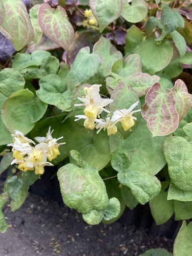 Two epimedium bishop s - or, bishop's