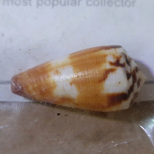 Seashell Sea Cone Snail Conus Litoglphus 28mm Shell Seashells