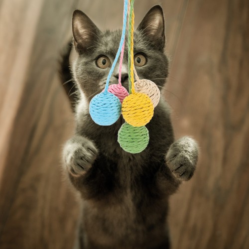 Pcs cat climbing - pcs,