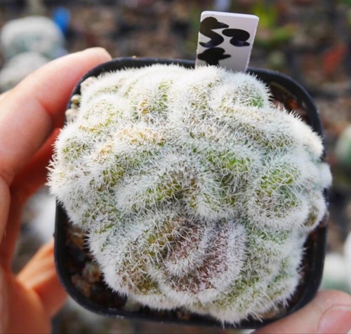 Rare plant succulentliving - plant,