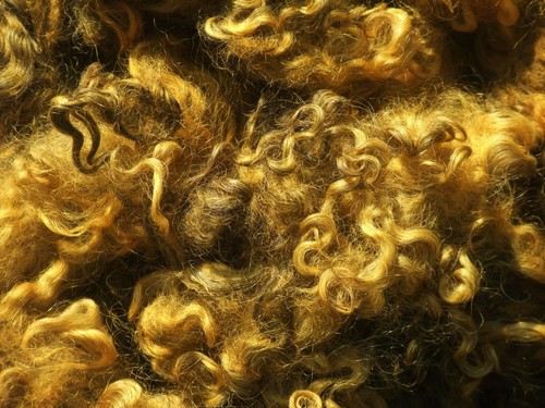 Felsted fleece locks of - felsted, fleece: