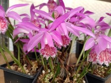1pot Pleione 'Tongariro'