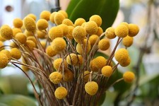 60 Seeds Drum Sticks Craspedia Globosa Drumstick Garden Flowers Drumstick