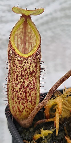Nepenthes nigra be4607 - nepenthes,
