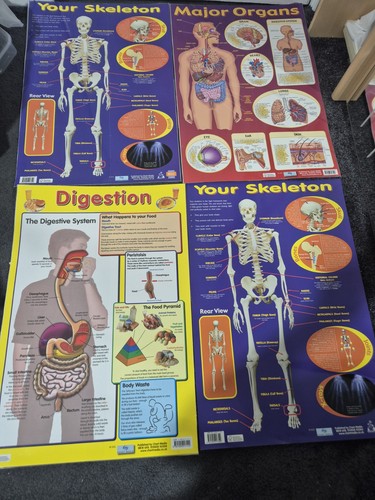 Human anatomy educational - anatomy,