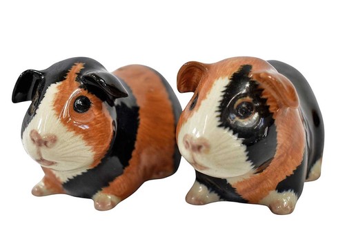 Quail pottery guinea - guinea, pig